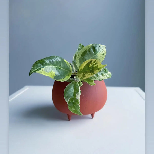 Korai Goods - Terra Red Footed Mini Planter